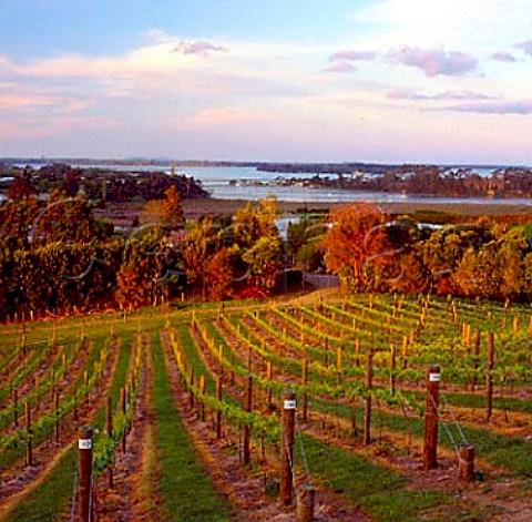 Vineyard near Tauranga a contract grower for   Mills Reef Winery New Zealand    Bay of Plenty