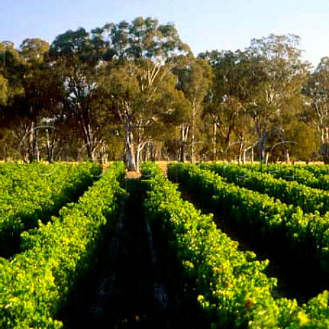 Vineyard of Bests Wines Great Western   Victoria Australia   Grampians