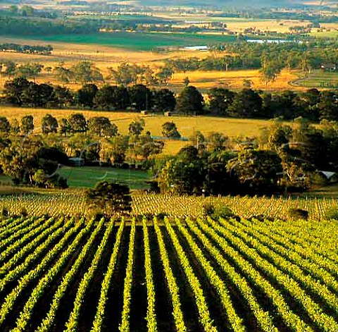 Vineyard of Coldstream Hills with the Yarra Valley   beyond Coldstream Victoria Australia   Yarra Valley