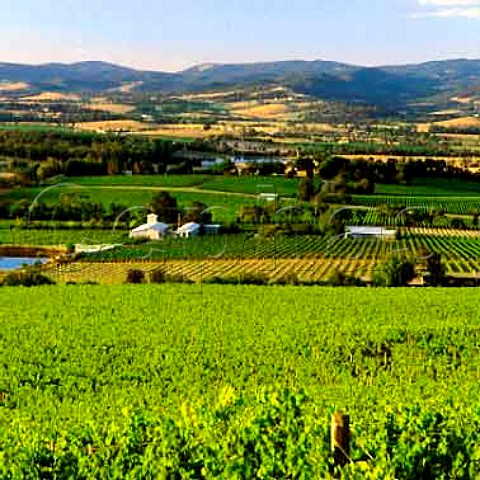 Yarra Yering winery and vineyard viewed from   vineyard of Coldstream Hills Coldstream Victoria Australia   Yarra Valley