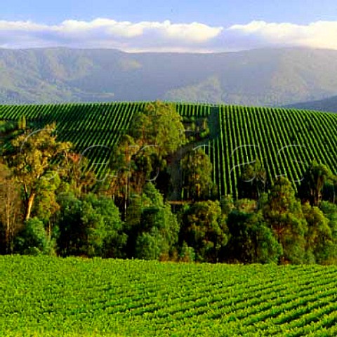 Gladysdale Vineyard of Coldstream Hills in the   Upper Yarra Valley near Yarra Junction   Victoria Australia        Yarra Valley