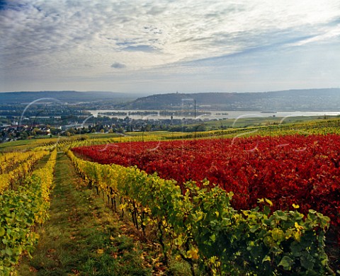 Rdesheim and the Rhine river seen from Klosterlay  vineyard Germany   Rheingau