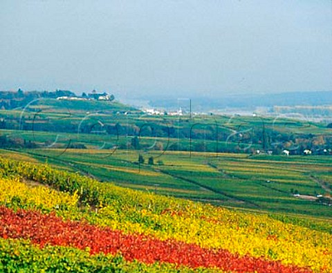 Klosterlay vineyard above Rdesheim with Schloss Johannisberg Winkel and the Rhein river in the distance Germany    Rheingau