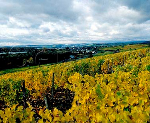 Marcobrunn vineyard with Hattenheim and the Rhein in   the distance Germany    Rheingau
