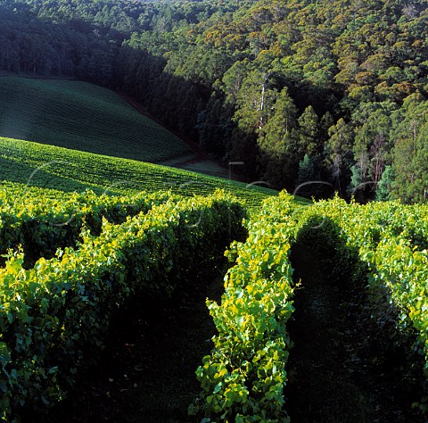 Hoddles Creek Vineyard of BRL Hardy   near Yarra Junction in the Upper Yarra Valley   Victoria Australia   Yarra Valley