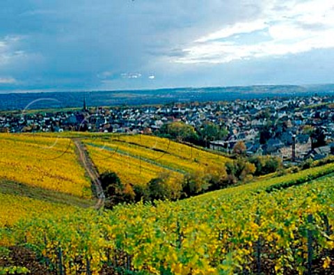 Wasseros vineyard above Kiedrich Germany      Rheingau