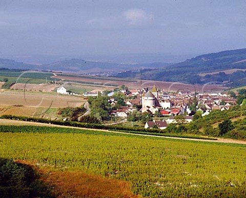 Vineyard above ChitryleFort Yonne France  Bourgogne Chitry