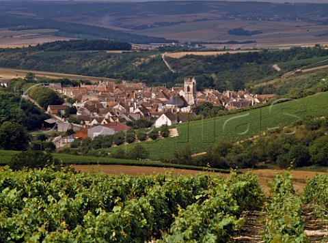 Vineyard above Irancy Yonne France  BourgogneIrancy