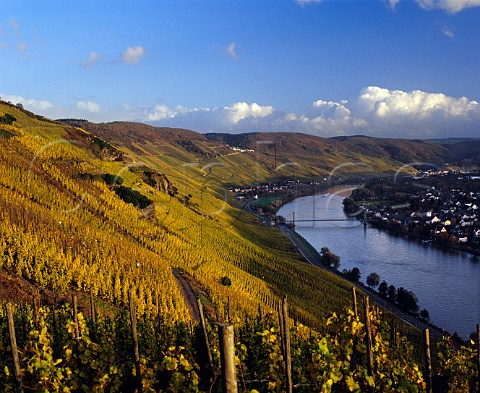 Autumnal Riesling vines in Wehlener Sonnenuhr vineyard with village of Wehlen on the opposite river bank and Graach in the distance Germany    Mosel
