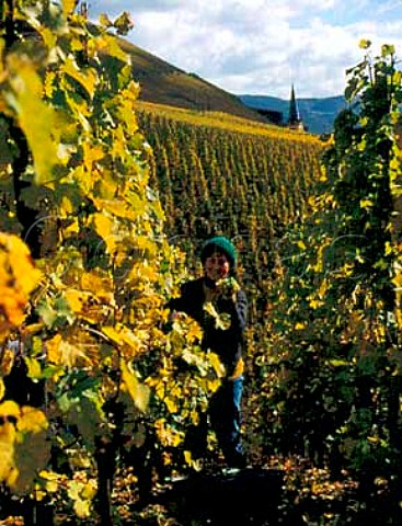 Harvesting Riesling grapes in the Schlossberg   vineyard above Zeltingen Germany    Mosel