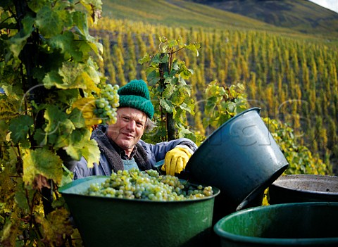 Harvesting Riesling grapes in the Schlossberg   vineyard above Zeltingen Germany    Mosel