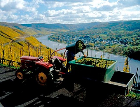 Harvesting Riesling grapes in the Zeltingen   Sonnenuhr vineyard with Wehlen village across the   river Germany    Mosel