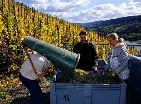 Harvesting Riesling grapes in the Zeltingen Sonnenuhr vineyard Germany    Mosel