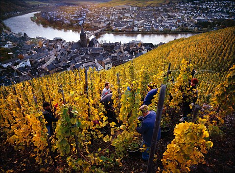 Harvesting Riesling grapes for Weingut Wegeler in   the Doctor vineyard above BernkastelKues and the   Mosel river Germany    Mosel