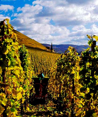 Hods in Schlossberg vineyard with Zeltingen church   and the Sonnenuhr vineyard beyond Germany      Mosel