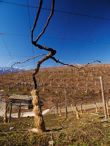 Vines grown on the pergola system wrapped in straw   against extreme winter cold at Suntorys Tominooka   winery Yamanashi Prefecture  Japan