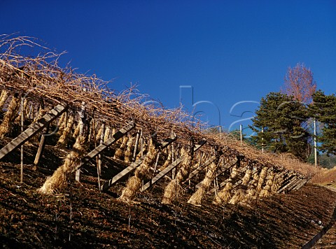 Vines grown on the pergola system wrapped in straw   against extreme winter cold at Suntorys Tominooka   winery Yamanashi Prefecture  Japan