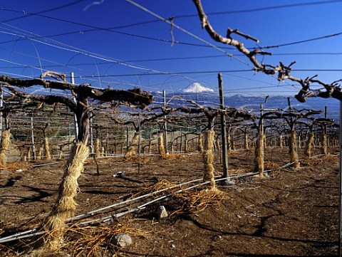 Vines grown on the pergola system and wrapped in   straw against extreme winter cold with Mount Fuji   in the distance  Suntory Tominooka winery   Yamanashi Prefecture  Japan