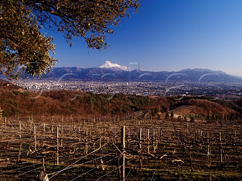 Vineyard at Suntorys Tominooka winery with Kofu   city on the plain below and snowcapped Mt Fuji in   the distance Yamanashi Prefecture Japan