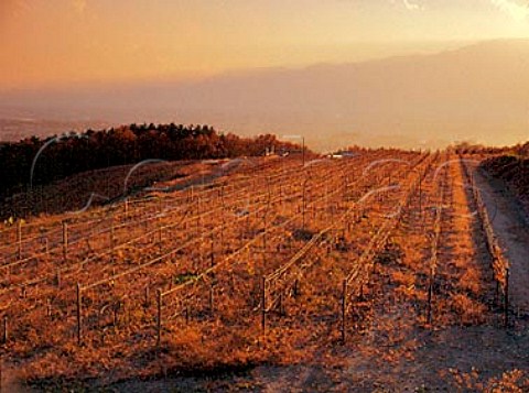 Vineyards at Suntorys Tominooka winery near Kofu   city  Yamanashi Prefecture  Japan
