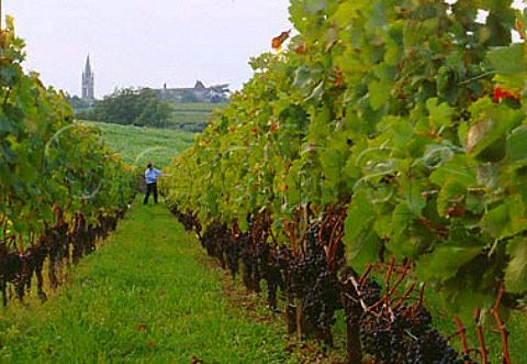 Ripe Merlot grapes in vineyard of Chteau Troplong   Mondot with Stmilion in the distance   Gironde France    Stmilion  Bordeaux
