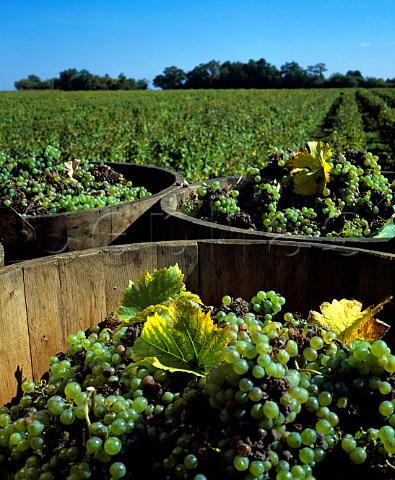Tubs of harvested Chenin Blanc grapes in   Le HautLieu vineyard of Gaston Huet    Vouvray IndreetLoire France