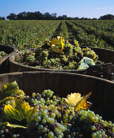 Tubs of harvested Chenin Blanc grapes in   Le HautLieu vineyard of Gaston Huet    Vouvray IndreetLoire France