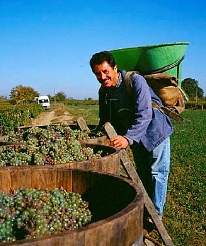 JeanBernard Berthome chef de viticulture with   tubs of harvested Chenin Blanc grapes in   Le HautLieu vineyard of Gaston Huet    Vouvray IndreetLoire France