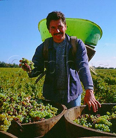 JeanBernard Berthome chef de viticulture with   tubs of harvested Chenin Blanc grapes in   Le HautLieu vineyard of Gaston Huet    Vouvray IndreetLoire France