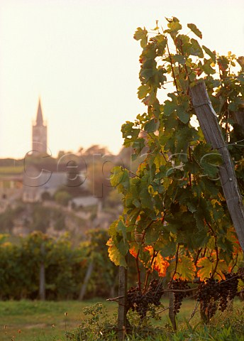 Merlot grapes in vineyard at Stmilion Gironde France   Stmilion  Bordeaux