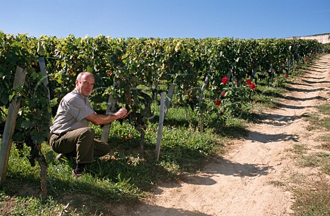 Alain Vauthier in Merlot vineyard of   Chteau Ausone Stmilion Gironde   France    Stmilion  Bordeaux