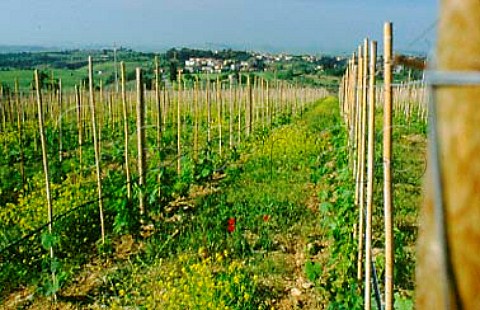 Fontalloro vineyard of   Fattoria di Felsina Castelnuovo   Berardenga Tuscany Italy   Chianti Classico