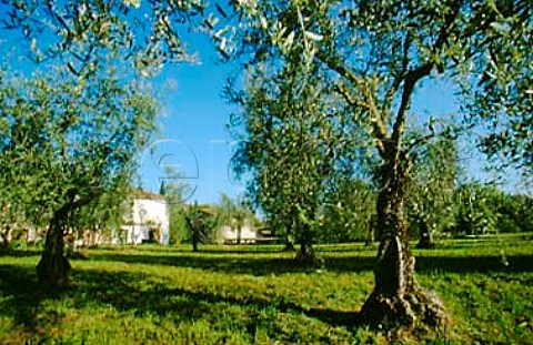 Olive grove at Fattoria di Felsina   Castelnuovo Berardenga Tuscany Italy   Chianti Classico