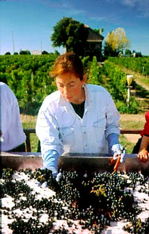 Fiona Thienpont sorting harvested Merlot   grapes triage at Chteau Le Pin   Pomerol Gironde France  Pomerol  Bordeaux