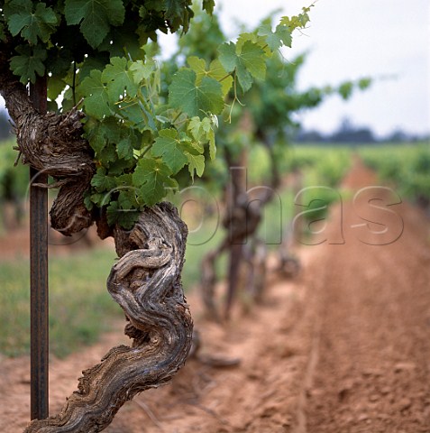 Shiraz vines planted in 1860 in vineyard of   Tahbilk Nagambie Victoria Australia       Goulburn Valley