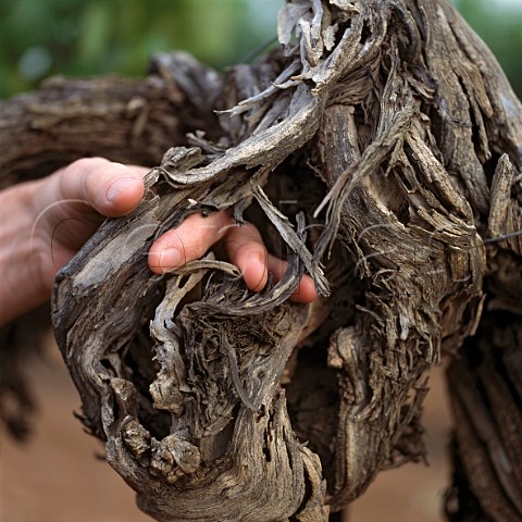 Shiraz vine planted in 1860 and the hand of   Alister Purbrick  Tahbilk Nagambie Victoria   Australia   Goulburn Valley