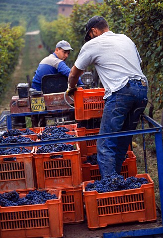 Harvesting Nebbiolo grapes in vineyard   of Ceretto at Barbaresco Piemonte   Italy    Barbaresco