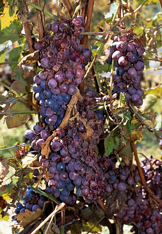 Nebbiolo grapes damaged by harvest time   hail storm in 2002  La Morra Piemonte   Italy   Barolo