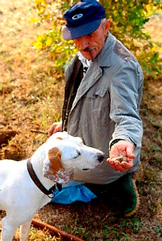 Hunting for white truffles with a dog   near Alba Piemonte Italy
