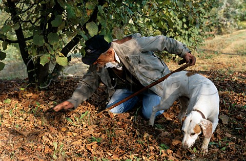 Hunting for white truffles with a dog Alba Piemonte Italy
