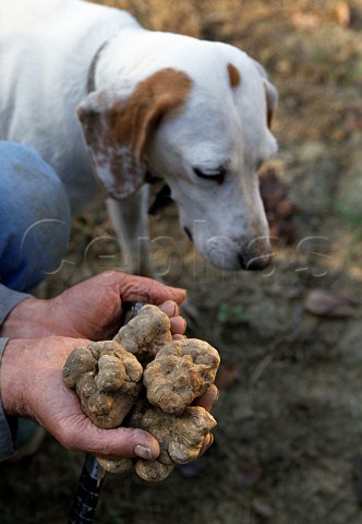 Hunting for white truffles with a dog   near Alba Piemonte Italy
