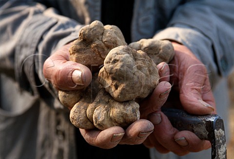Hands holding white truffles   Alba Piemonte Italy