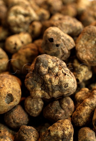White truffles   Alba Piemonte Italy