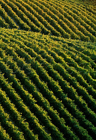 Vineyard in the Monferrato Hills near   Nizza Monferrato southeast of Asti   Piemonte Italy