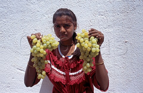 Sula Vineyards worker with bunches of   grapes     Nasik Maharashtra province India
