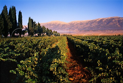 Vineyard of Chateau  Ksara at Mansoura   in the Bekaa Valley Lebanon