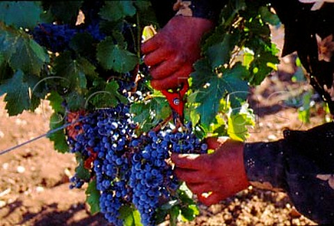 Harvesting in vineyard of Chateau Ksara   at Mansoura in the Bekaa Valley Lebanon