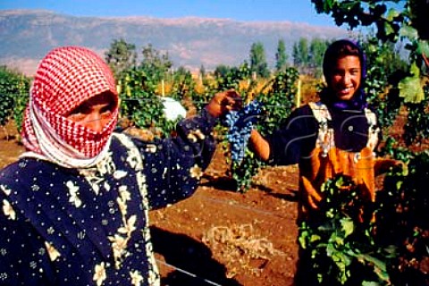 Harvesting in vineyard of Chateau Ksara   at Mansoura in the Bekaa Valley Lebanon