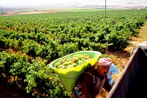 Harvesting in the Khorbet Kanafer   vineyard of Chateau Ksara in the   Bekaa Valley Lebanon