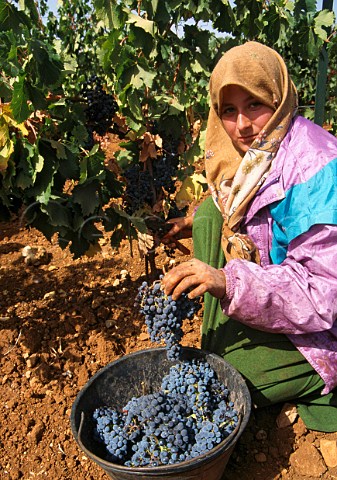 Harvesting in the Khorbet Kanafer   vineyard of Chateau Ksara in the Bekaa Valley Lebanon